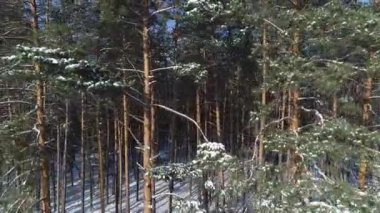 karlı bir ormanda bir kırsal manzara, Ukrayna üzerinden uçan 4 k anteni