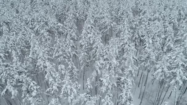 4 k antena latających nad pięknym lesie snowy w wiejski krajobraz, Ukraina — Wideo stockowe
