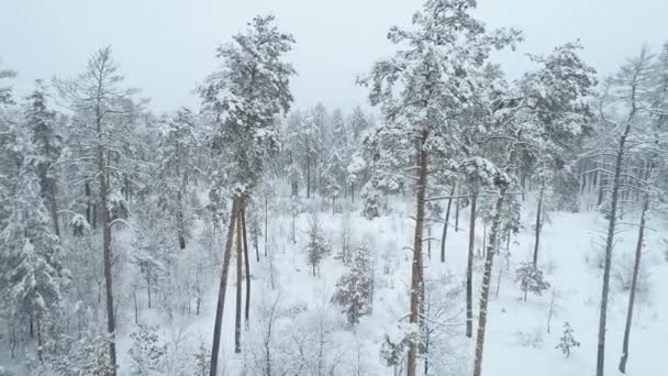 4 k antenn av flyger över en vacker snöig skog i en landsbygdens landskap, Ukraina — Stockvideo