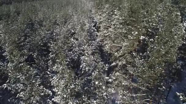 시골 풍경, 우크라이나에서에서 아름 다운 눈 덮인 숲을 통해 비행의 4 k 항공 — 비디오