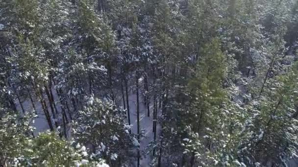 4k Antenne fliegen über einen schönen verschneiten Wald in einer ländlichen Landschaft, Ukraine — Stockvideo