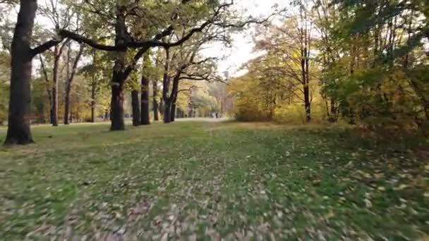 Flying on the copter along the alley with oaks at the end of which people stand and wave their hands — Stock Video