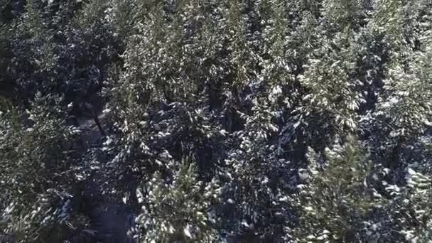 4K aérien de survoler une belle forêt enneigée dans un paysage rural, Ukraine 