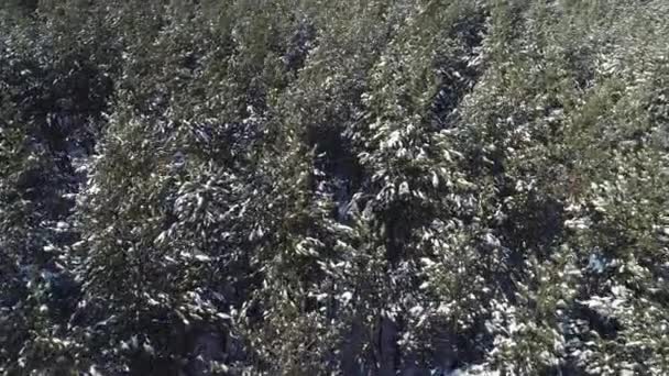 4K aerea di volare sopra una bella foresta innevata in un paesaggio rurale, Ucraina — Video Stock