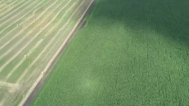 Havadan görünümü ile bir yeşil-turuncu alanının saman saman sheaves yuvarlak. 4k video