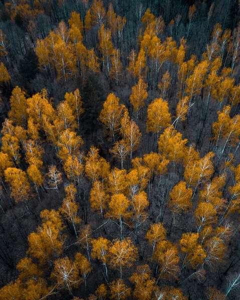 Осінній ліс вид з повітряного безпілотника — стокове фото