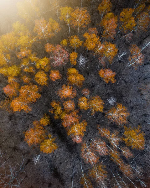 秋季森林无人驾驶飞机视图 — 图库照片