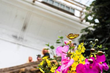 Bir serada Sarı Kelebek papilio thoas.