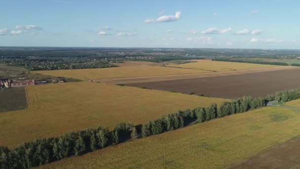 Flygande över de gula fälten med en mogen gröda i soligt höstväder — Stockvideo