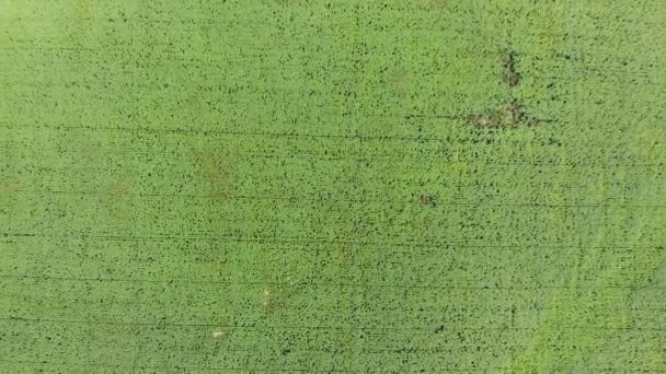 Vue de dessus sur le champ de tournesol depuis le drone — Video