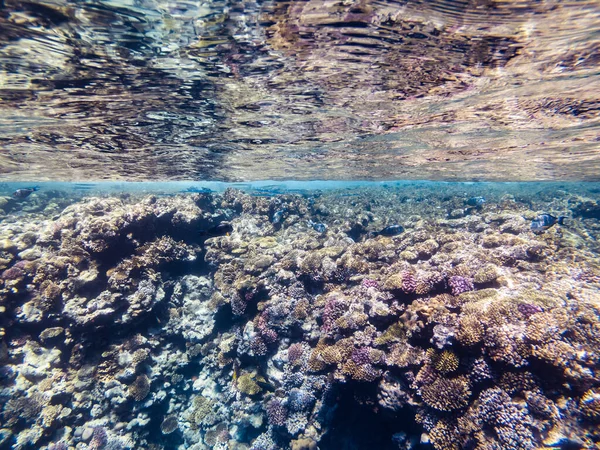 Kızıl Deniz 'in Carall resifi. Mısır — Stok fotoğraf