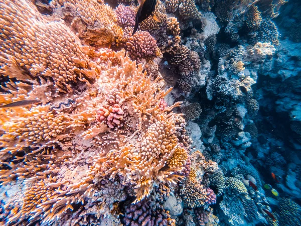 Kızıl Deniz 'de mercan resifli sualtı sahnesi — Stok fotoğraf