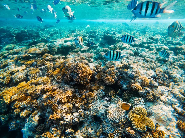 Kızıl Deniz 'in Carall resifi. Mısır — Stok fotoğraf