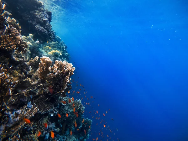 Kızıl Deniz 'de mercan resifi olan sualtı sahnesi ve suda parlayan güneş ışınları. — Stok fotoğraf
