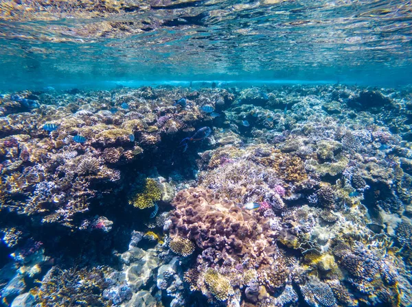 Kızıl Deniz 'in Carall resifi. Mısır — Stok fotoğraf