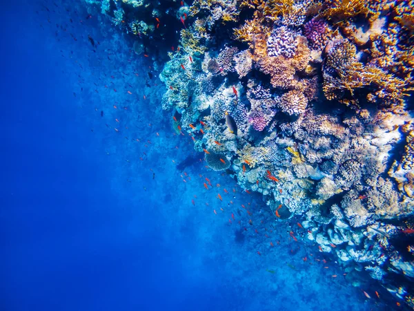 Kızıl Deniz 'de mercan resifli sualtı sahnesi — Stok fotoğraf