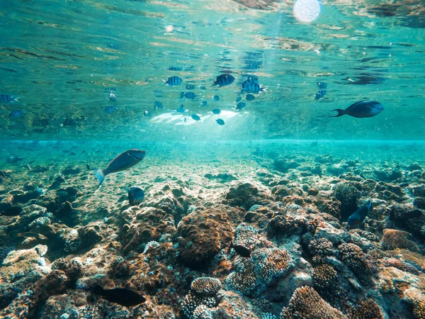 Kızıl Deniz 'in Carall resifi. Mısır — Stok fotoğraf