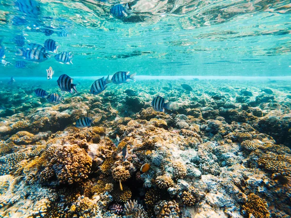 Kızıl Deniz 'in Carall resifi. Mısır — Stok fotoğraf