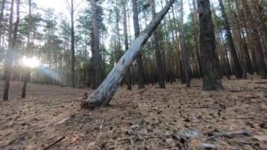 Güzel bir çam ormanında, güneş ışınlarıyla alçaktan uçuyor..