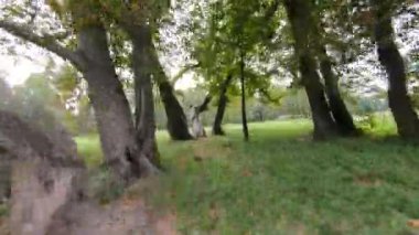 Ağaçların arasındaki parkta küçük bir spor aracıyla uçmak..
