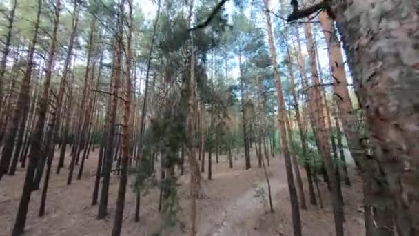 Vuelo bajo en avión no tripulado en un hermoso bosque de pinos con rayos solares. — Vídeos de Stock