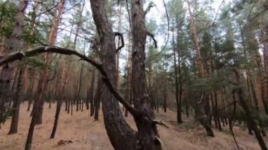 Güzel bir çam ormanında, güneş ışınlarıyla alçaktan uçuyor..