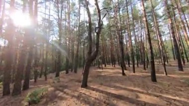 Güzel bir çam ormanında, güneş ışınlarıyla alçaktan uçuyor..