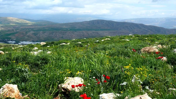 Ізраїль цвітіння в зимовий період — стокове фото