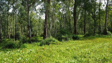 İsrail yeşil orman