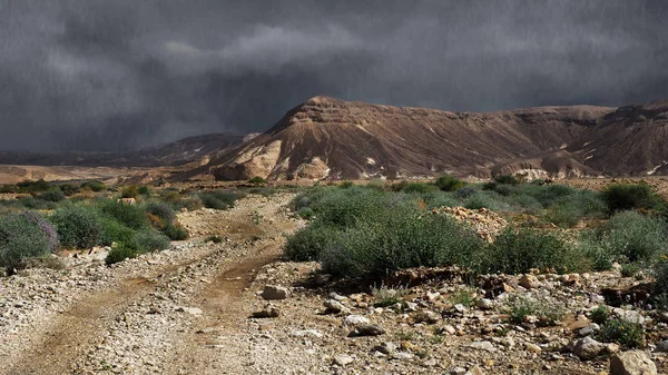 Pluie dans le désert du Néguev — Photo