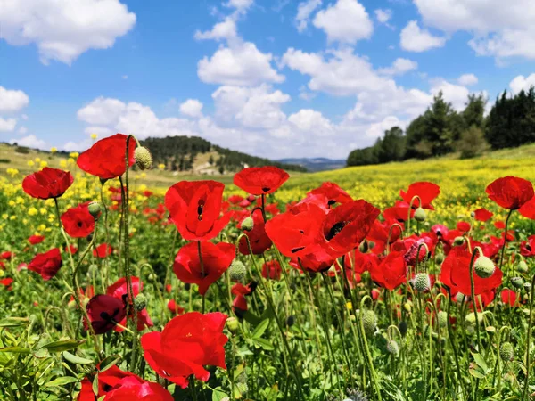 Mohn und israelischer Frühling — Stockfoto