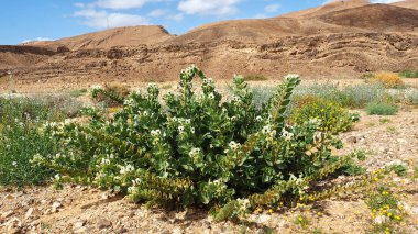 Negev Çölü'ndeki Bitkiler