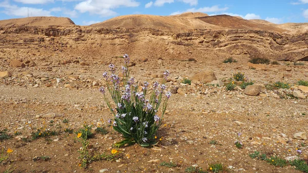 Kwiaty na pustyni po deszcze — Zdjęcie stockowe