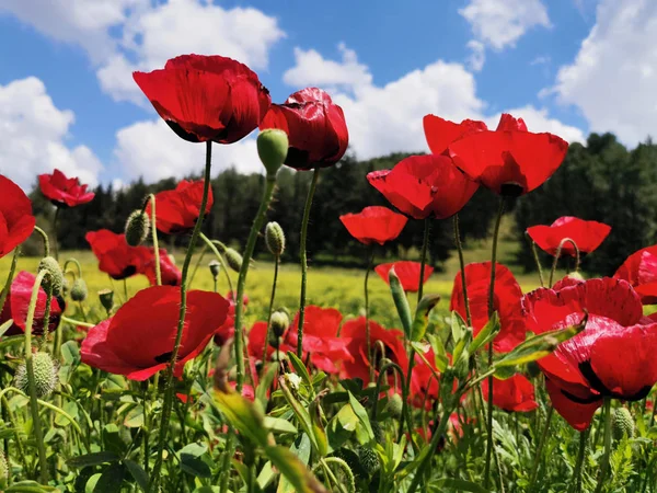 Frühlingsmohn — Stockfoto