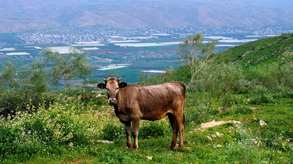 Коричнева корова на Йорданію фон — стокове фото