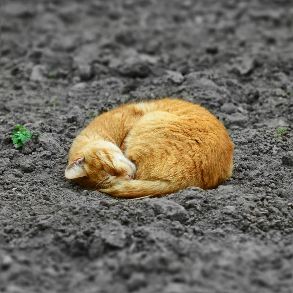 Vörös macska alszik a földön — Stock Fotó