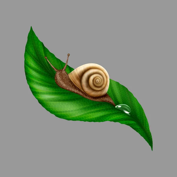 Ilustración Caracol sobre una hoja —  Fotos de Stock