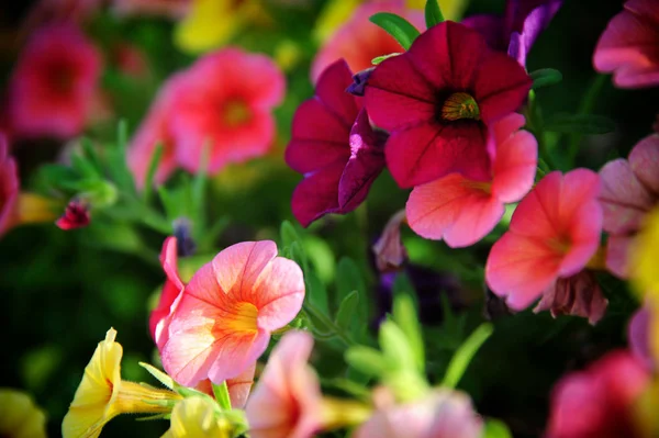 Parlak Petunya çiçek