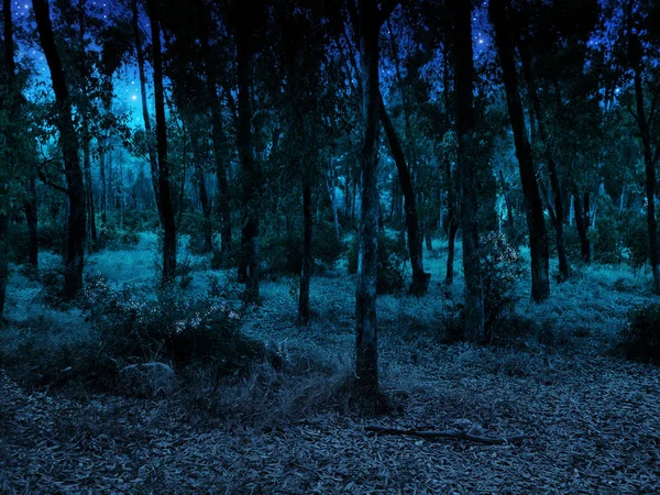 Bella foresta notturna — Foto Stock