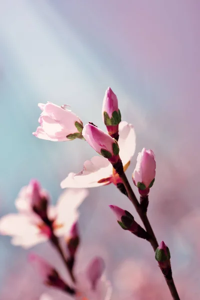 Macro Almond Flowers — Stock Photo, Image