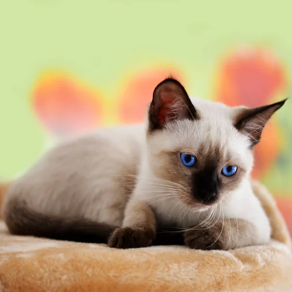 Кошеня з яскраво-блакитними очима — стокове фото