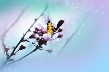 Çiçek Erik ve sarı kelebek