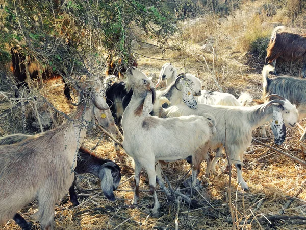 Belas cabras beduínas — Fotografia de Stock