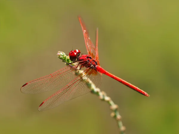 Красивая красная стрекоза отдыхает на ветке — стоковое фото