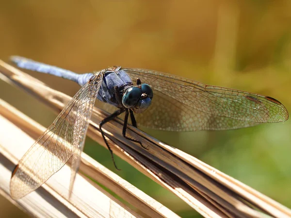 Éplucheur Keeled Dragonfly Macro Shooting — Photo