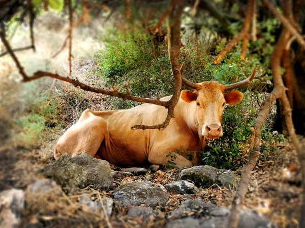 Red cow resting under a tree Stock Photo