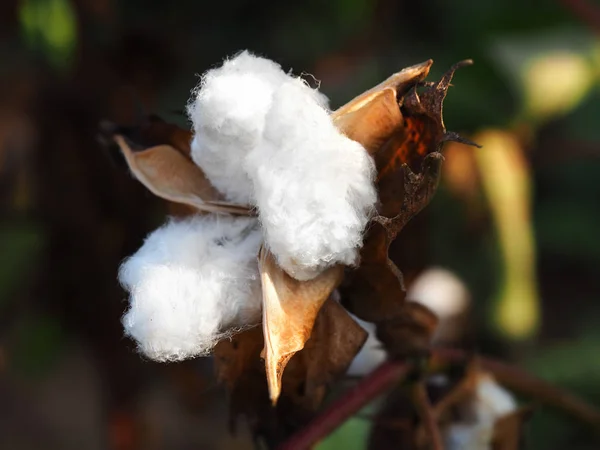 Coton mûr fleur simple — Photo