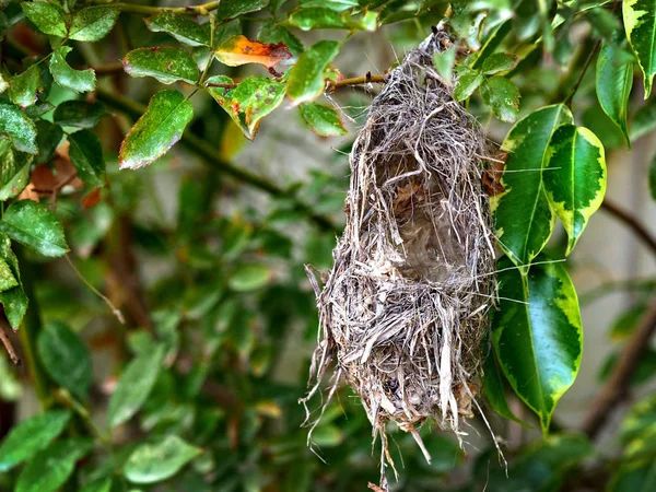 Ptačí hnízdo zavěšené na stromě — Stock fotografie