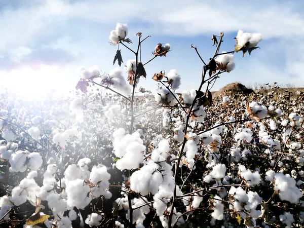 White ripe cotton in the bright sunshine — Stock Photo, Image