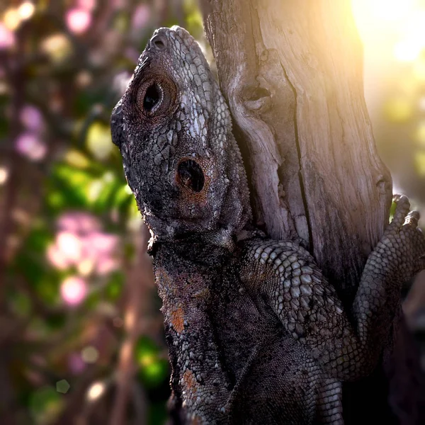 Grande lucertola Hardun su un albero — Foto Stock